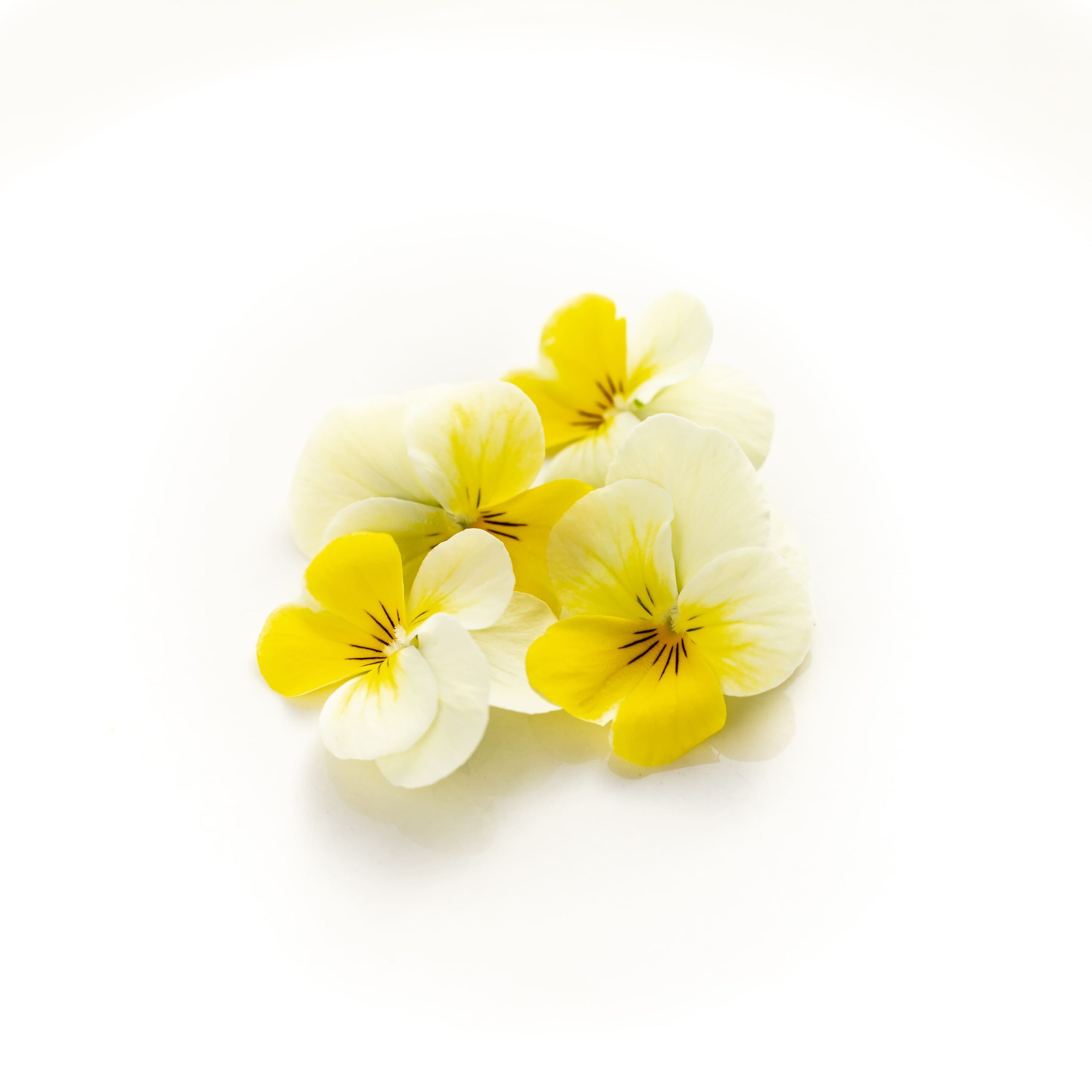 クリームイエローリップ