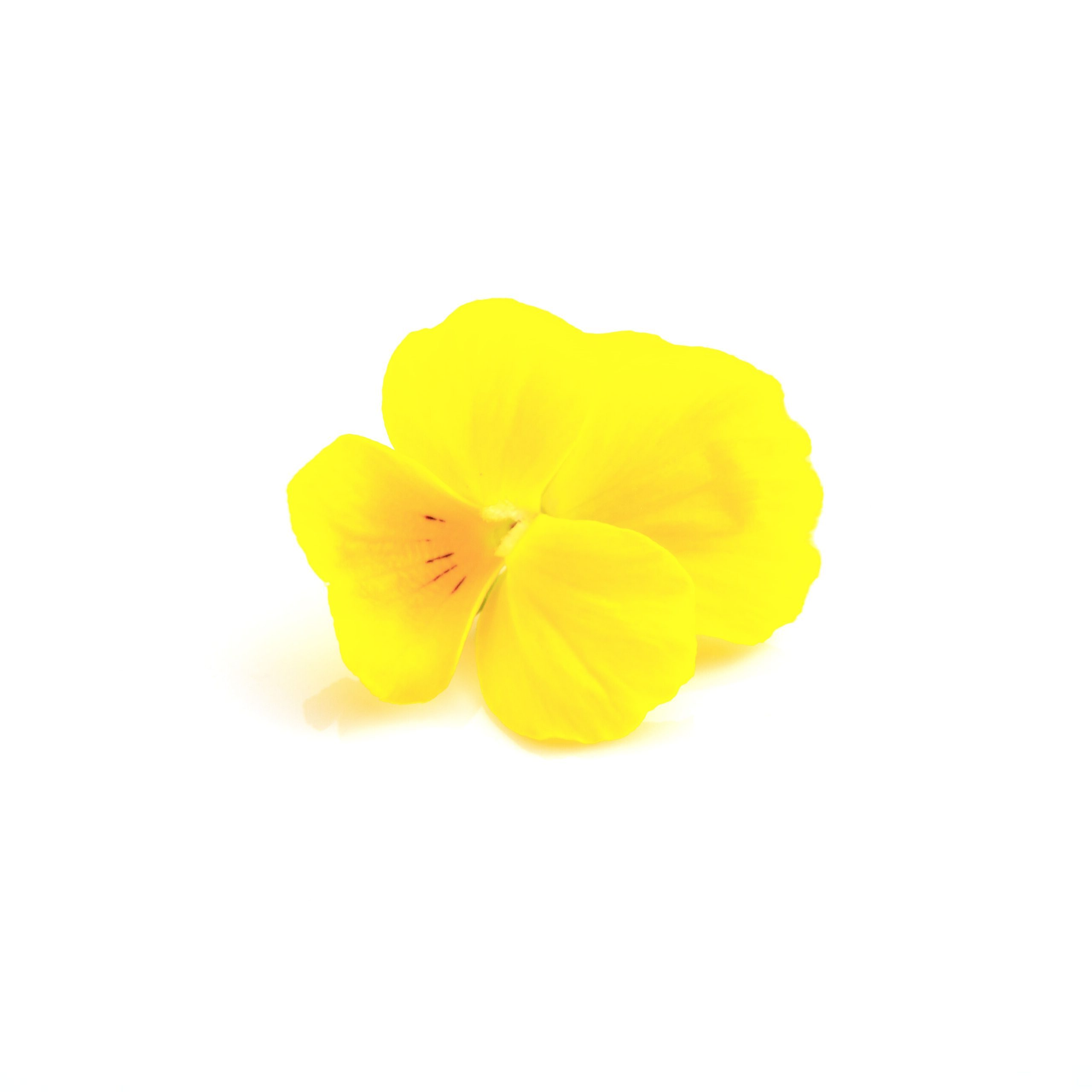 クリアイエロー