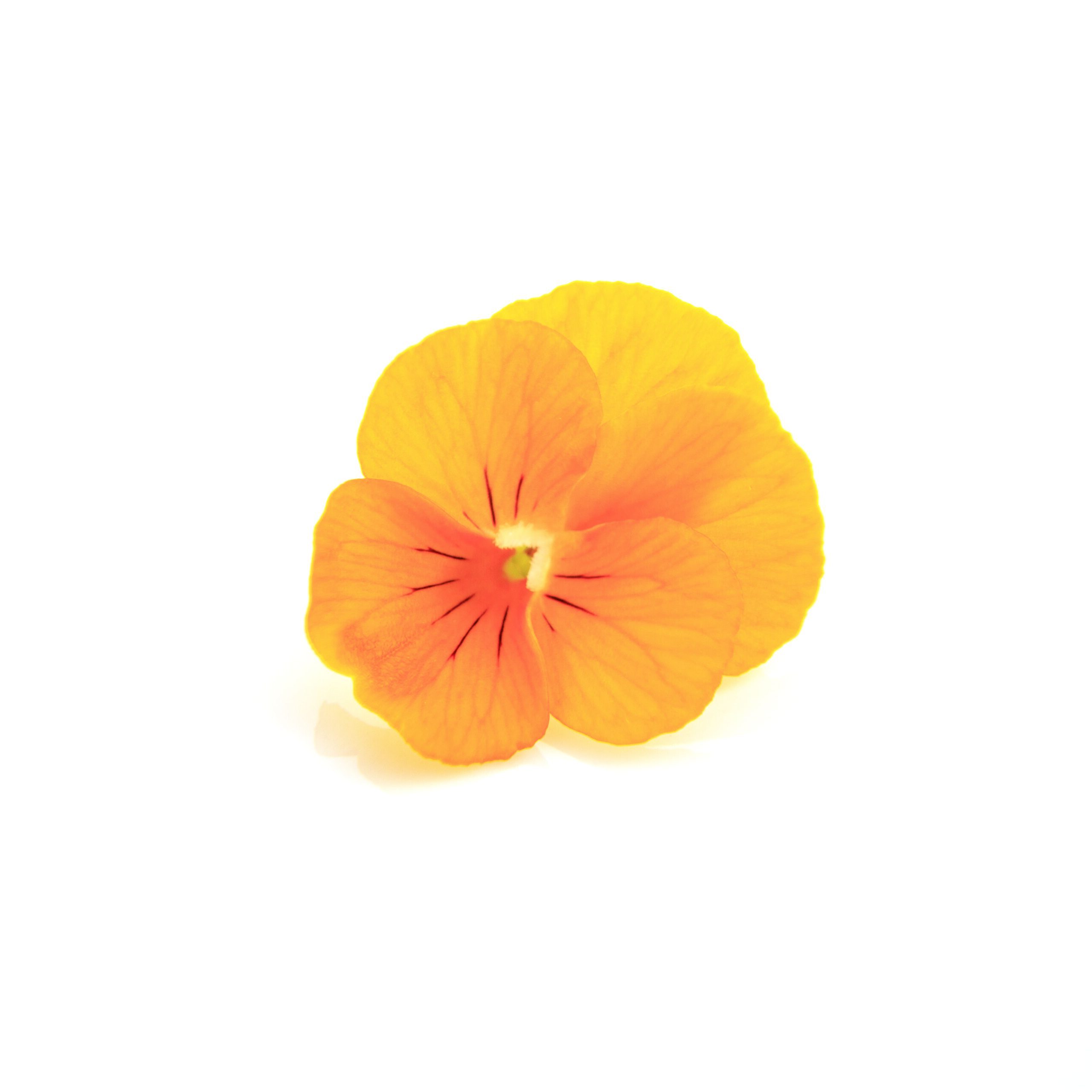 ディープオレンジ