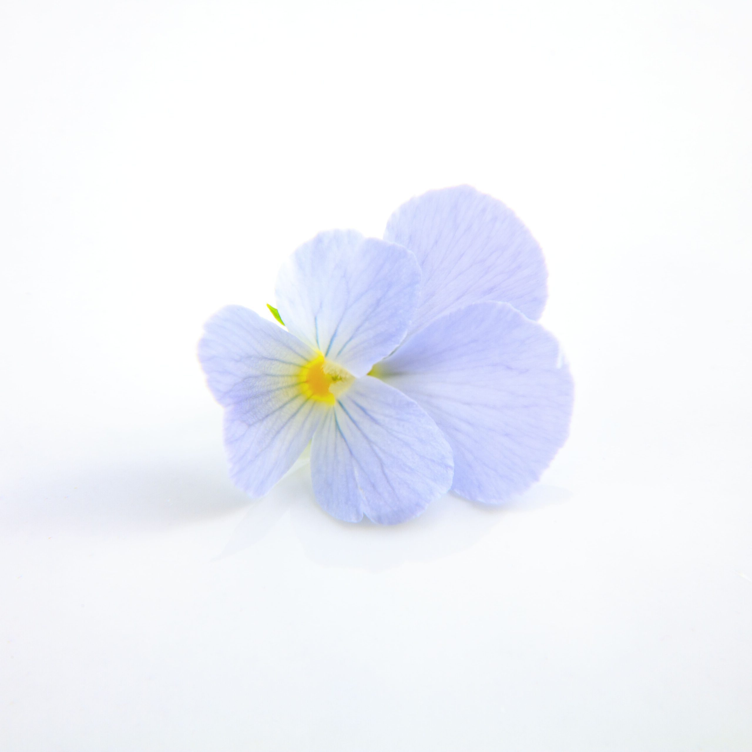 ヘブンリーブルー