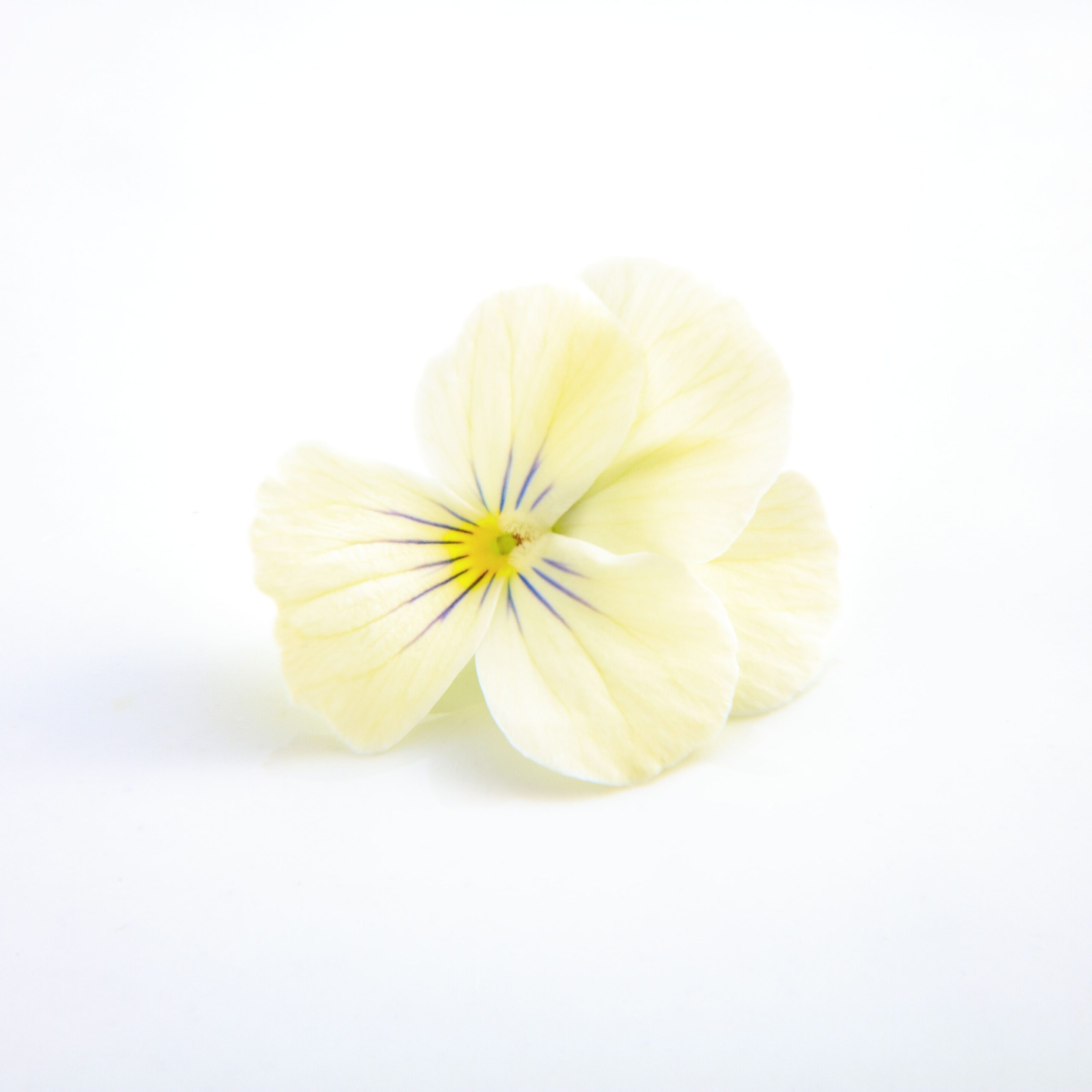 ピュアホワイト