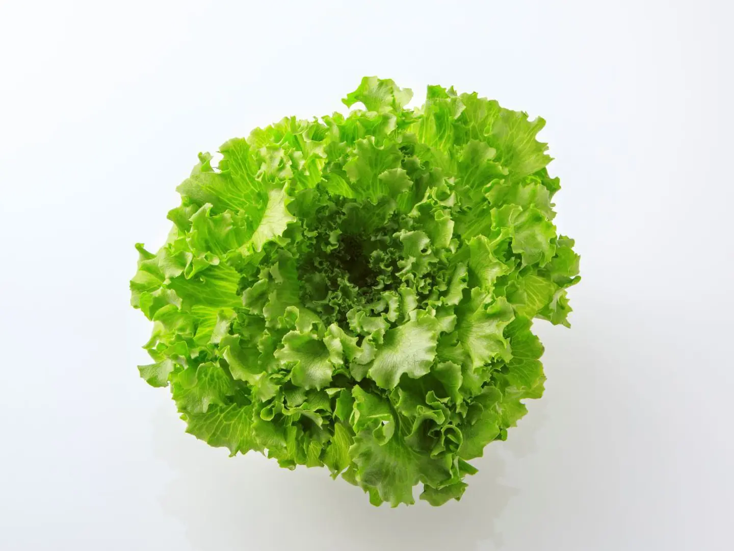 レタス 様 ご購入予定 サラダが華やぐ ごちそうレタス 8袋【大阪府泉佐野産】 | ハイコム